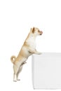 Portrait of little chihuahua dog standing on hind legs, posing, licking isolated over white studio background