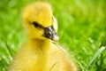 Portrait of a little curious gosling Royalty Free Stock Photo