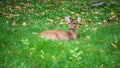 Portrait of little cute deer on green grass lawn Royalty Free Stock Photo