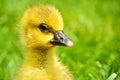 Portrait of a little cute gosling Royalty Free Stock Photo