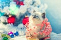 Kitten entangled in Christmas streamer Royalty Free Stock Photo