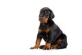 Portrait of little doberman puppy isolated on Royalty Free Stock Photo