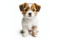 Portrait of a little dog with a white bandage on his leg isolated on solid white background. ai generative