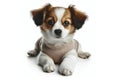 Portrait of a little dog with a white bandage on his leg isolated on solid white background. ai generative