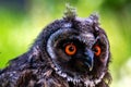 Portrait of a little eared owl on a background of green grass Royalty Free Stock Photo