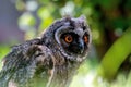 Portrait of a little eared owl on a background of green grass Royalty Free Stock Photo