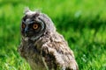 Portrait of a little eared owl on a background of green grass Royalty Free Stock Photo