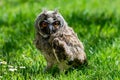 Portrait of a little eared owl on a background of green grass Royalty Free Stock Photo
