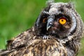 Portrait of a little eared owl on a background of green grass Royalty Free Stock Photo