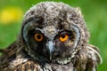 Portrait of a little eared owl on a background of green grass Royalty Free Stock Photo