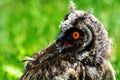 Portrait of a little eared owl on a background of green grass Royalty Free Stock Photo