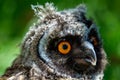 Portrait of a little eared owl on a background of green grass Royalty Free Stock Photo