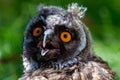 Portrait of a little eared owl on a background of green grass Royalty Free Stock Photo