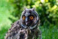 Portrait of a little eared owl on a background of green grass Royalty Free Stock Photo