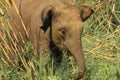 Portrait of a little elephant walking around the park Royalty Free Stock Photo