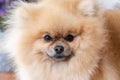 Portrait of a little fluffy Pomeranian puppy Royalty Free Stock Photo