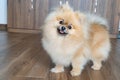 Portrait of a little fluffy Pomeranian puppy. Smiling pomeranian dog Royalty Free Stock Photo