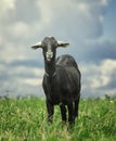 Portrait of a funny black goat on the meadow Royalty Free Stock Photo
