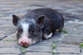 Portrait of little funny black vietnam piglet lying on ground