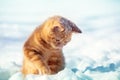 Portrait of a little funny kitten sits on the snow in winter Royalty Free Stock Photo
