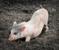 Portrait of a little funny piglet on a farm Royalty Free Stock Photo