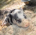 Portrait of a little funny piglet on a farm. Royalty Free Stock Photo