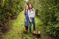 Portrait of little girl and beautiful mother in organic apple orchard happy and having fun Royalty Free Stock Photo