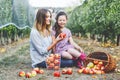 Portrait of little girl and beautiful mother with red apples in organic orchard. Happy woman and kid daughter picking Royalty Free Stock Photo