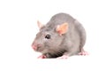 Portrait of a little gray rat Royalty Free Stock Photo