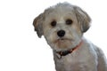 Attentive and curious looking small havanese dog Royalty Free Stock Photo