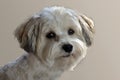Attentive and curious looking small havanese dog Royalty Free Stock Photo