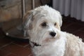 Attentive and curious looking small havanese dog Royalty Free Stock Photo