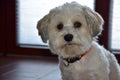 Attentive and curious looking small havanese dog Royalty Free Stock Photo