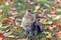 Portrait of little kitten on the grass Royalty Free Stock Photo