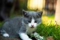 Portrait of a little kitten outdoor on grass Royalty Free Stock Photo