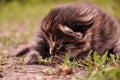 The kitten is lying and warming itself in the warm summer on the green grass. Royalty Free Stock Photo