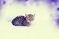 Little kitten sitting outdoor in snow Royalty Free Stock Photo