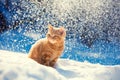 Little kitten sitting in snow outdoors during snowfall Royalty Free Stock Photo