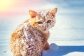 Portrait of a little kitten, sitting on the snow in winter Royalty Free Stock Photo