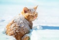 Portrait of a little red kitten, sitting on the snow in winter Royalty Free Stock Photo