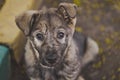 Portrait of a little lost puppy grey color 8909.