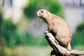 Portrait of little marmot standing on tree in nature