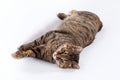 Portrait of little mongrel cat of tabby color lying down on white background. Playful kitten with green eyes and expressive seriou Royalty Free Stock Photo