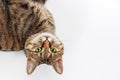Portrait of little mongrel cat of tabby color lying on white background with head turning upside down. Playful kitten with green e