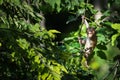 Portrait, little monkey or Macaca is dangling, looking like Tarzan on a branch. It`s cute, fun, misbehave, happy, on the tree. Royalty Free Stock Photo