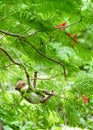 Portrait, little monkey or Macaca in a natural forest park climb on a branch and is enjoy, funny and happy. At Khao Ngu Stone Park