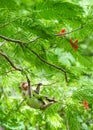 Portrait, little monkey or Macaca in a natural forest park climb on a branch and is enjoy and making eye contact. At Khao Ngu