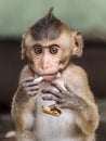 Portrait a little monkey or Macaca was eating his delicious nuts alone and looking happy in the wild nature, it eye contact and Royalty Free Stock Photo