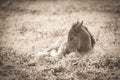 Sleepy newborn foal lying in the grass in sepia tone