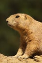 Portrait of a little prairie dog Royalty Free Stock Photo